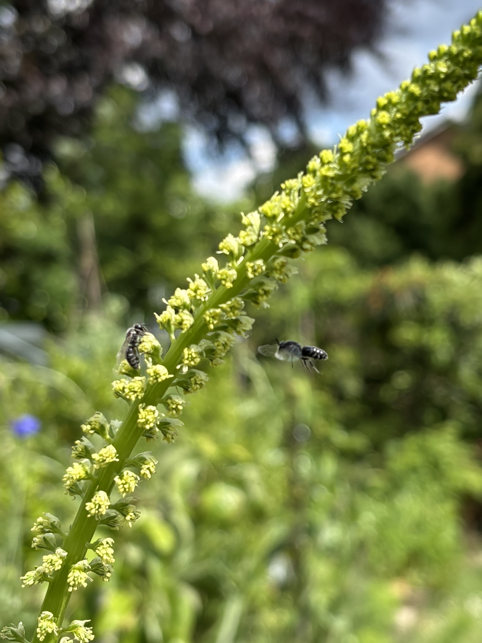 Färber-Resede – Bild 5