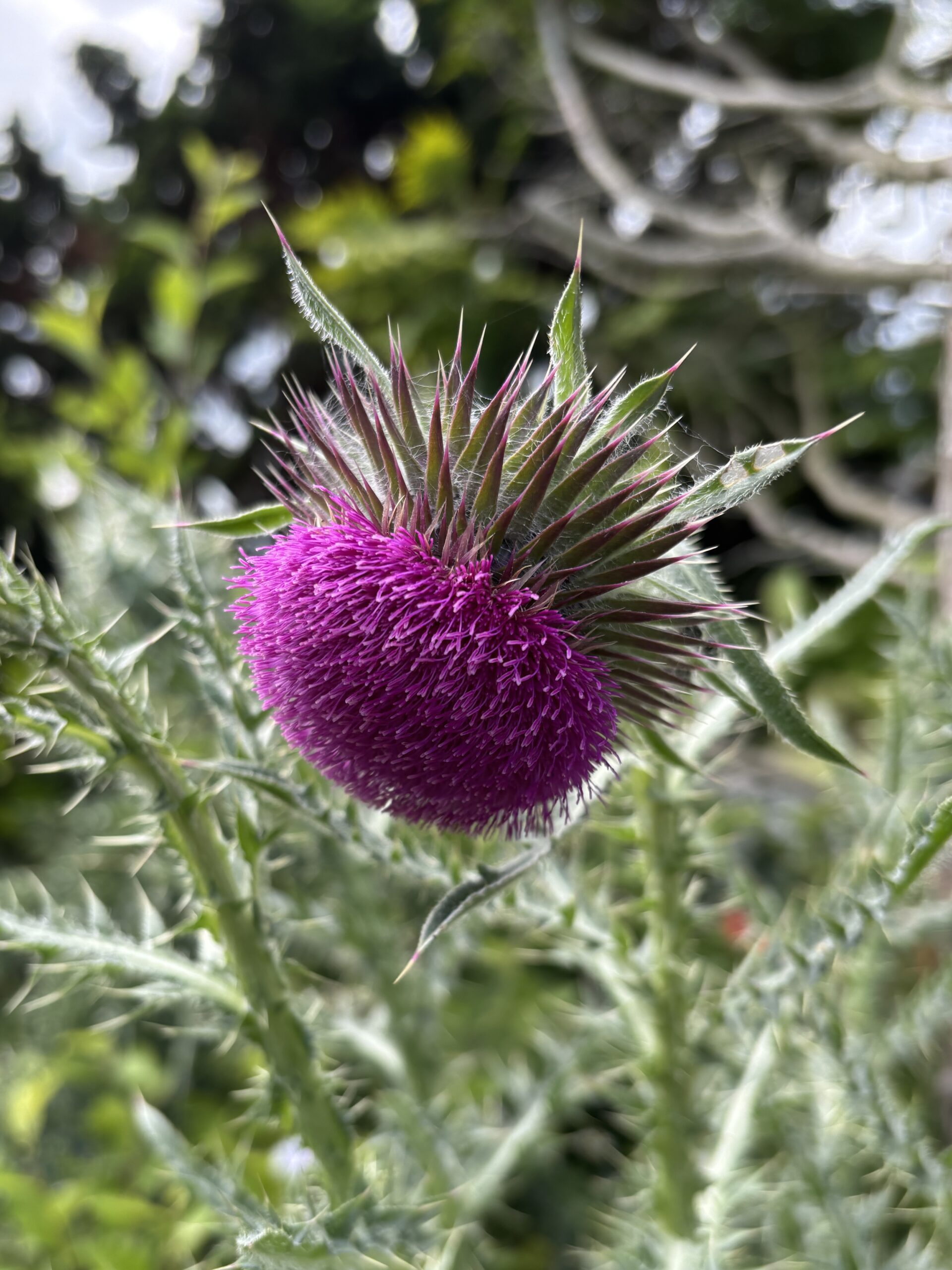 Nickende Distel – Bild 2