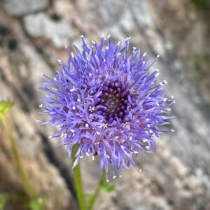 Sandglöckchen/Jasione