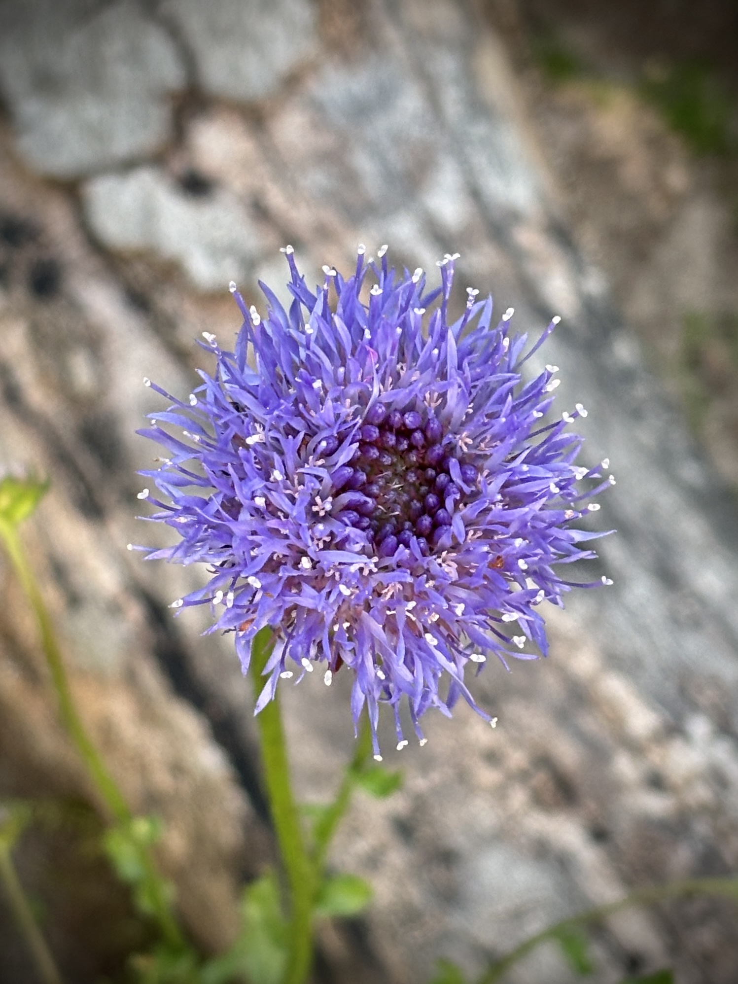 Sandglöckchen/Jasione