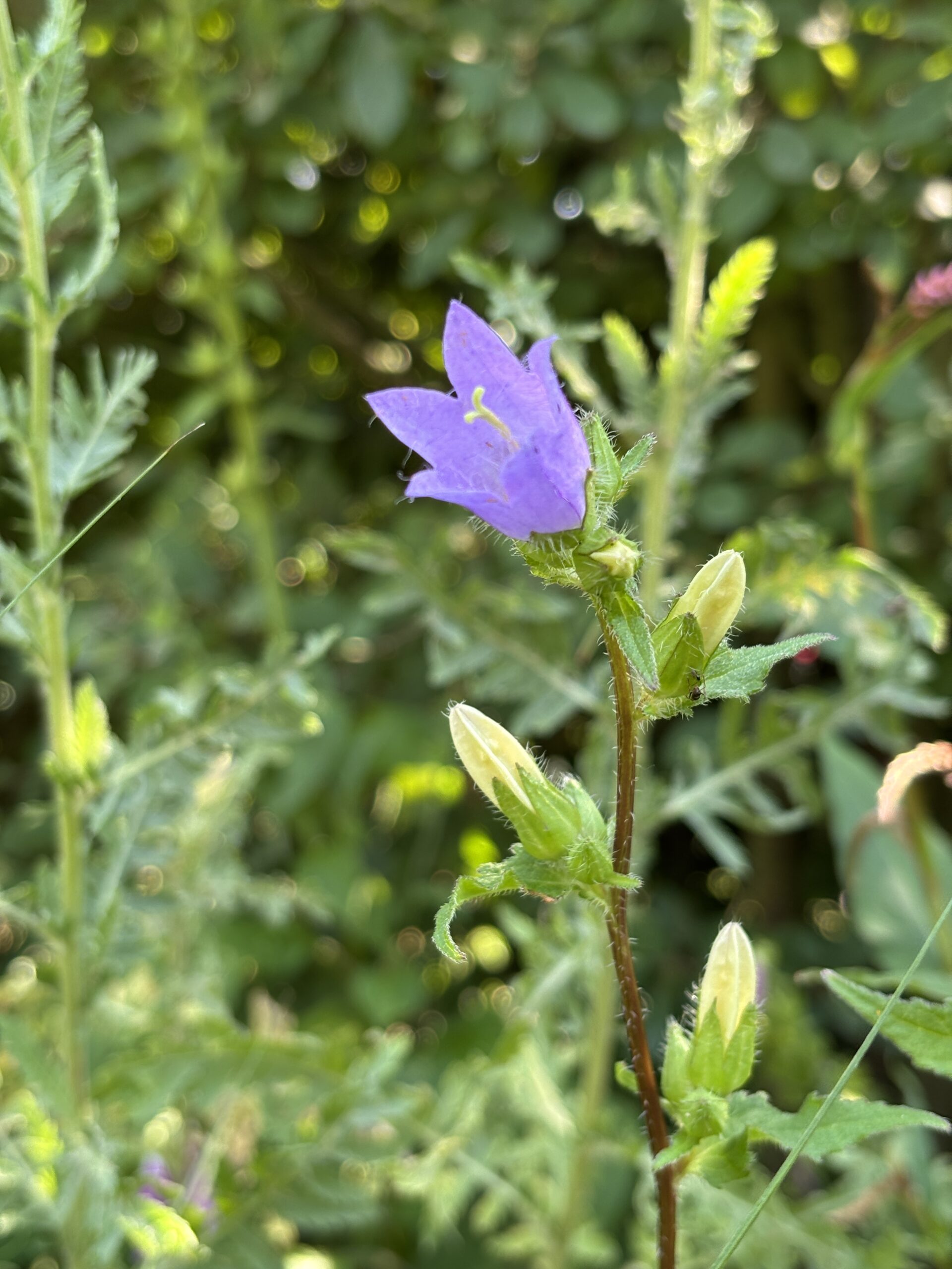 Nesselblättrige Glockenblume – Bild 2
