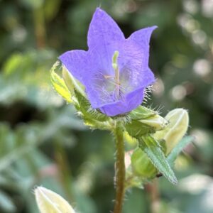 Nesselblättrige Glockenblume