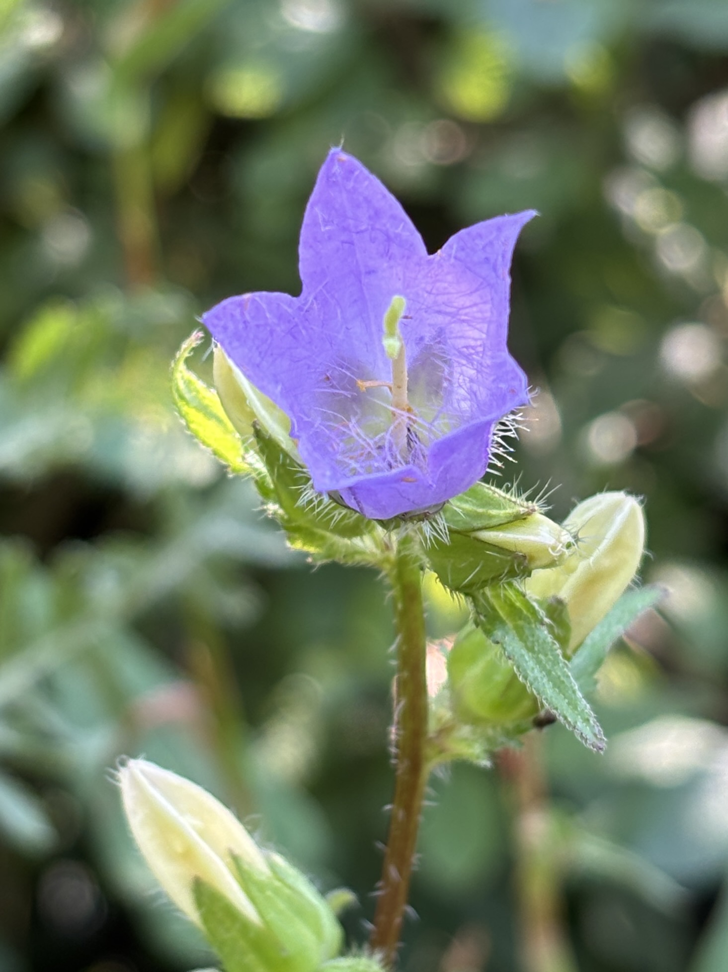 Nesselblättrige Glockenblume