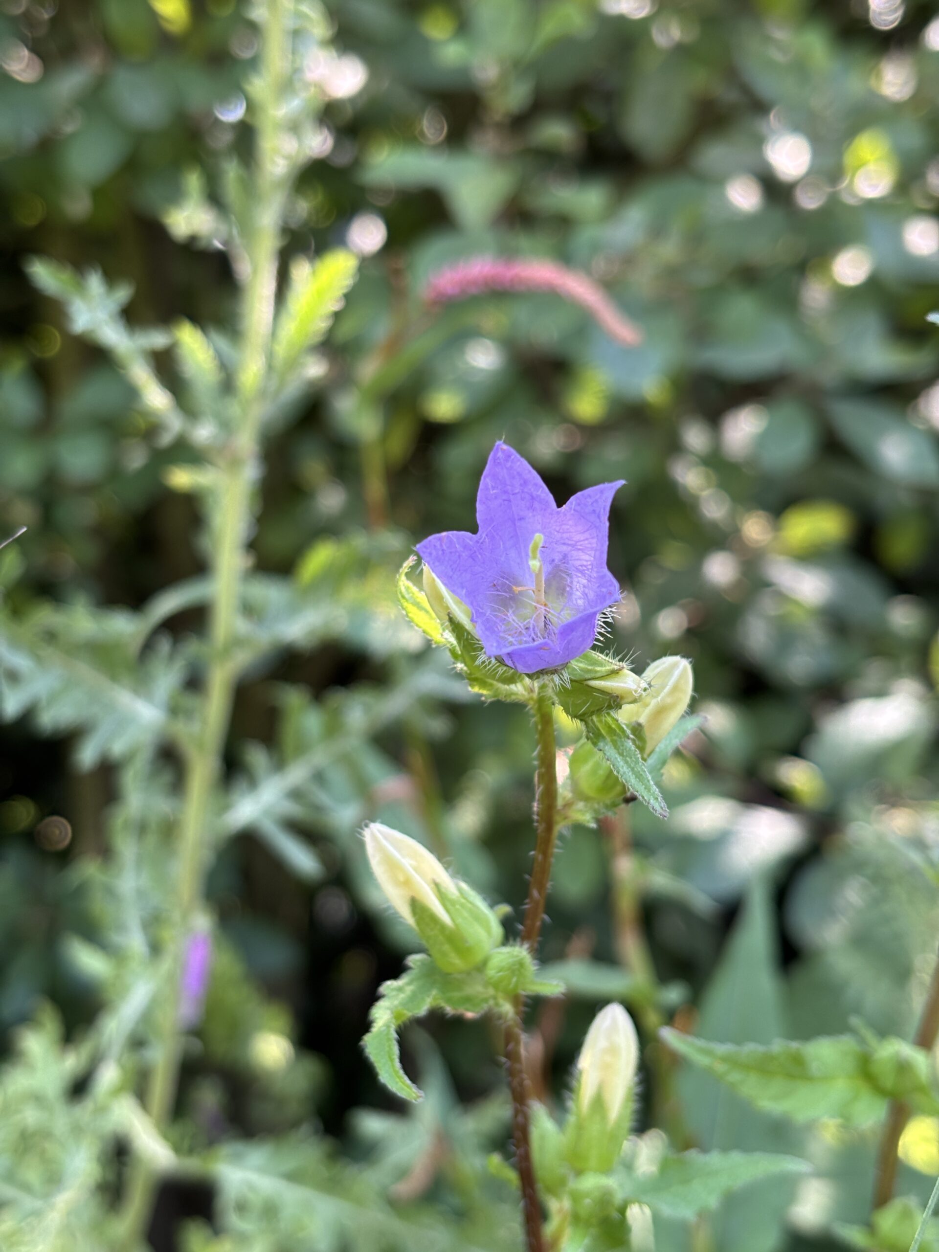 Nesselblättrige Glockenblume – Bild 3