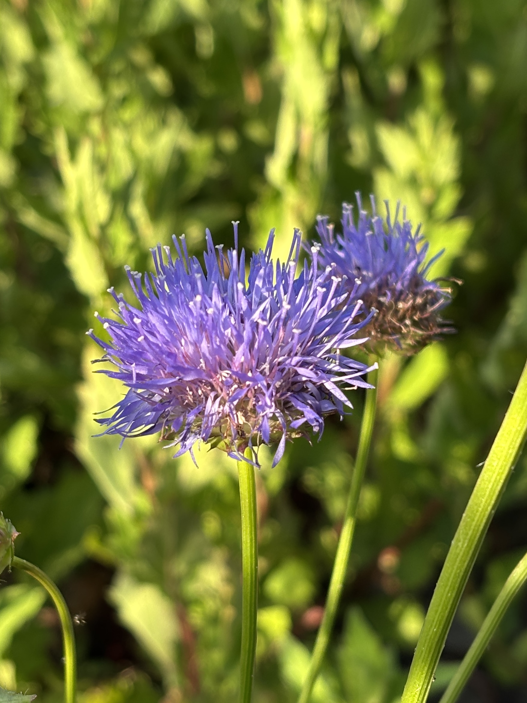 Sandglöckchen/Jasione – Bild 2