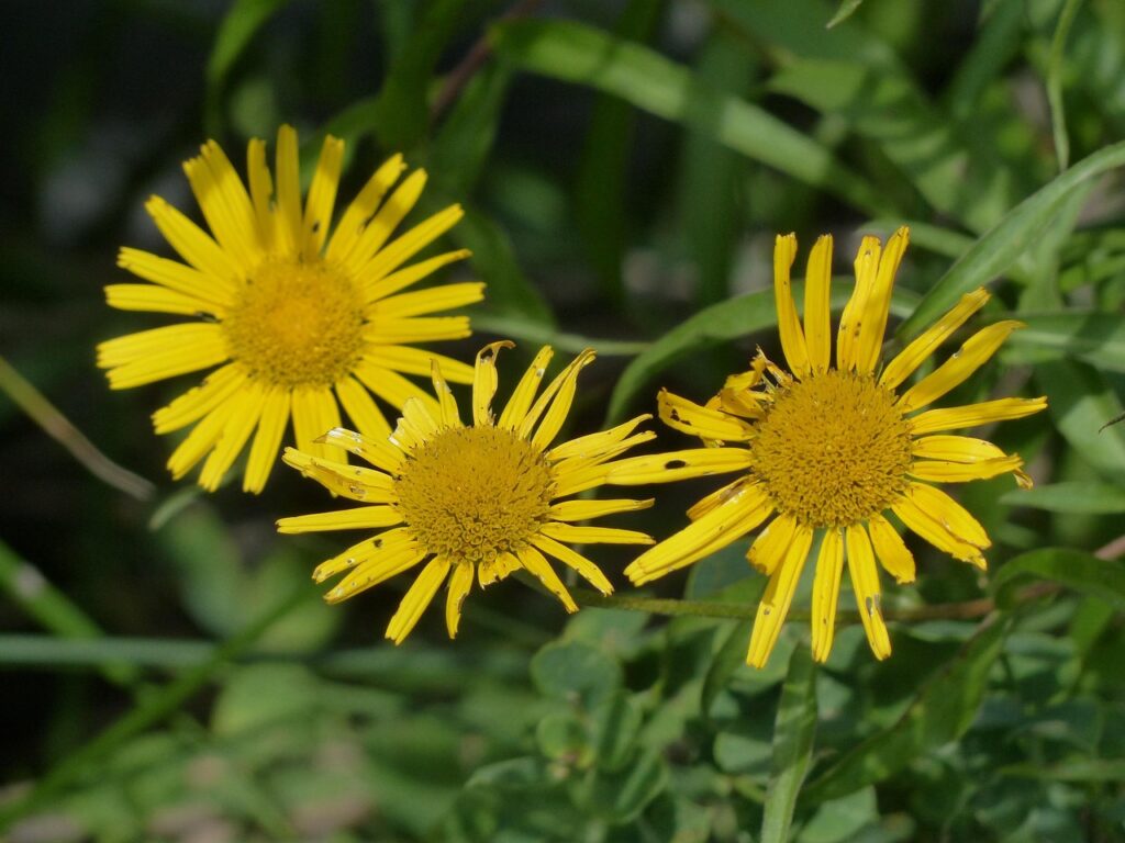 Ochsenauge