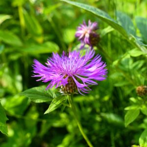 Skabiosen-Flockenblume