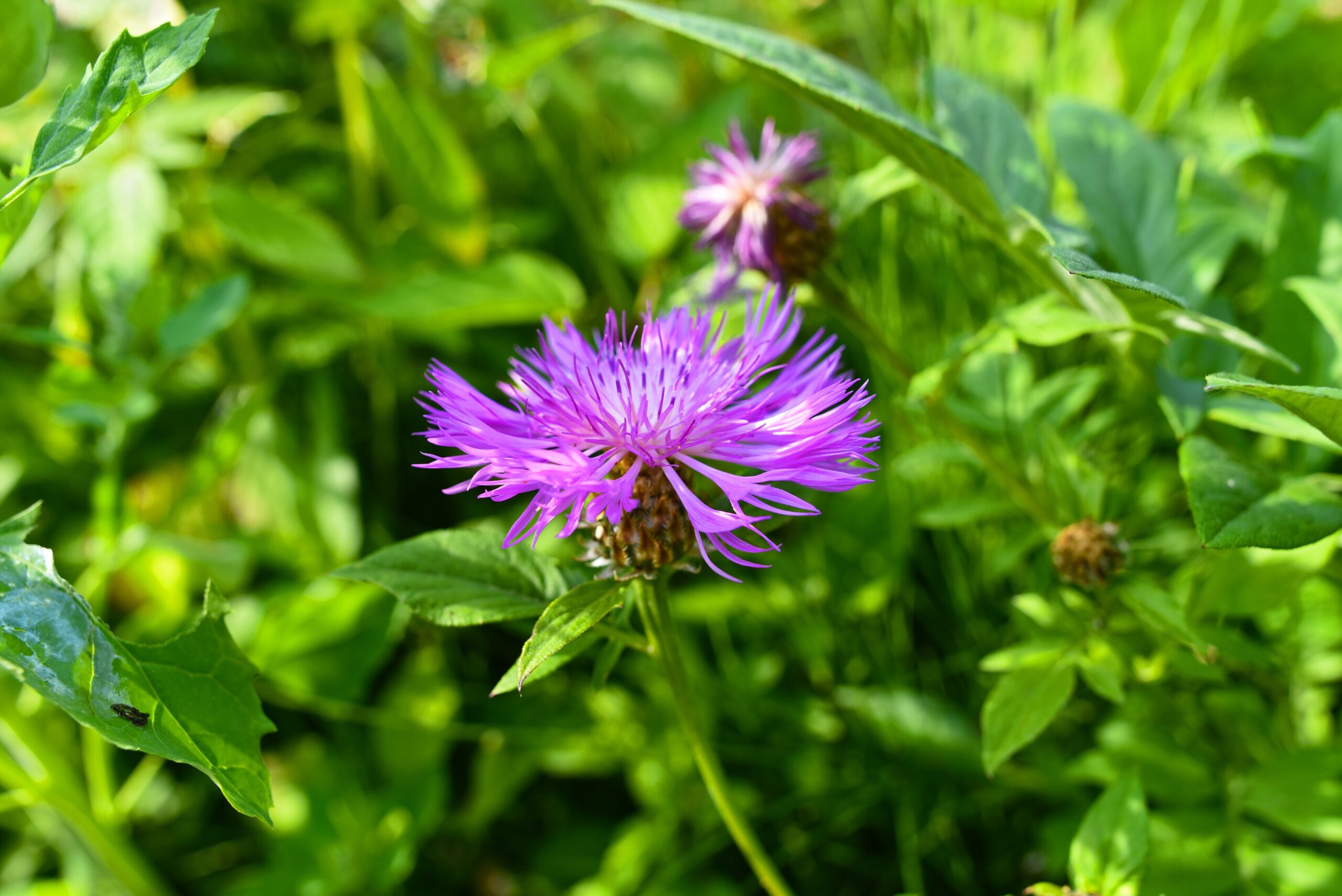 Skabiosen-Flockenblume