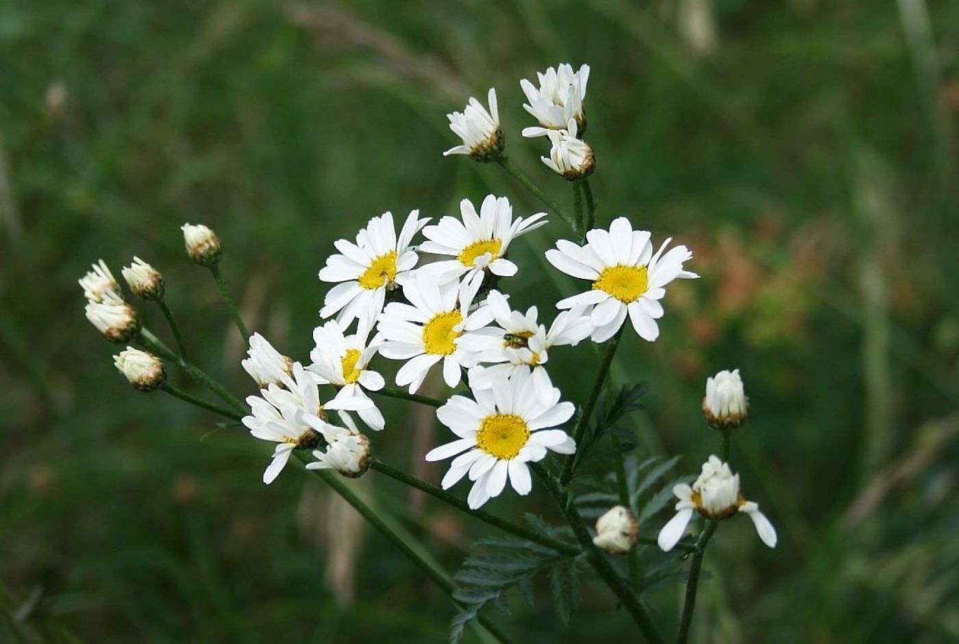 Straußblütige Margerite