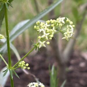 Wiesen-Labkraut