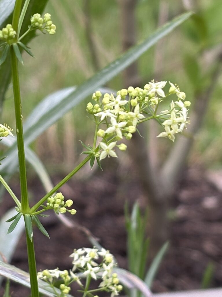Wiesen-Labkraut