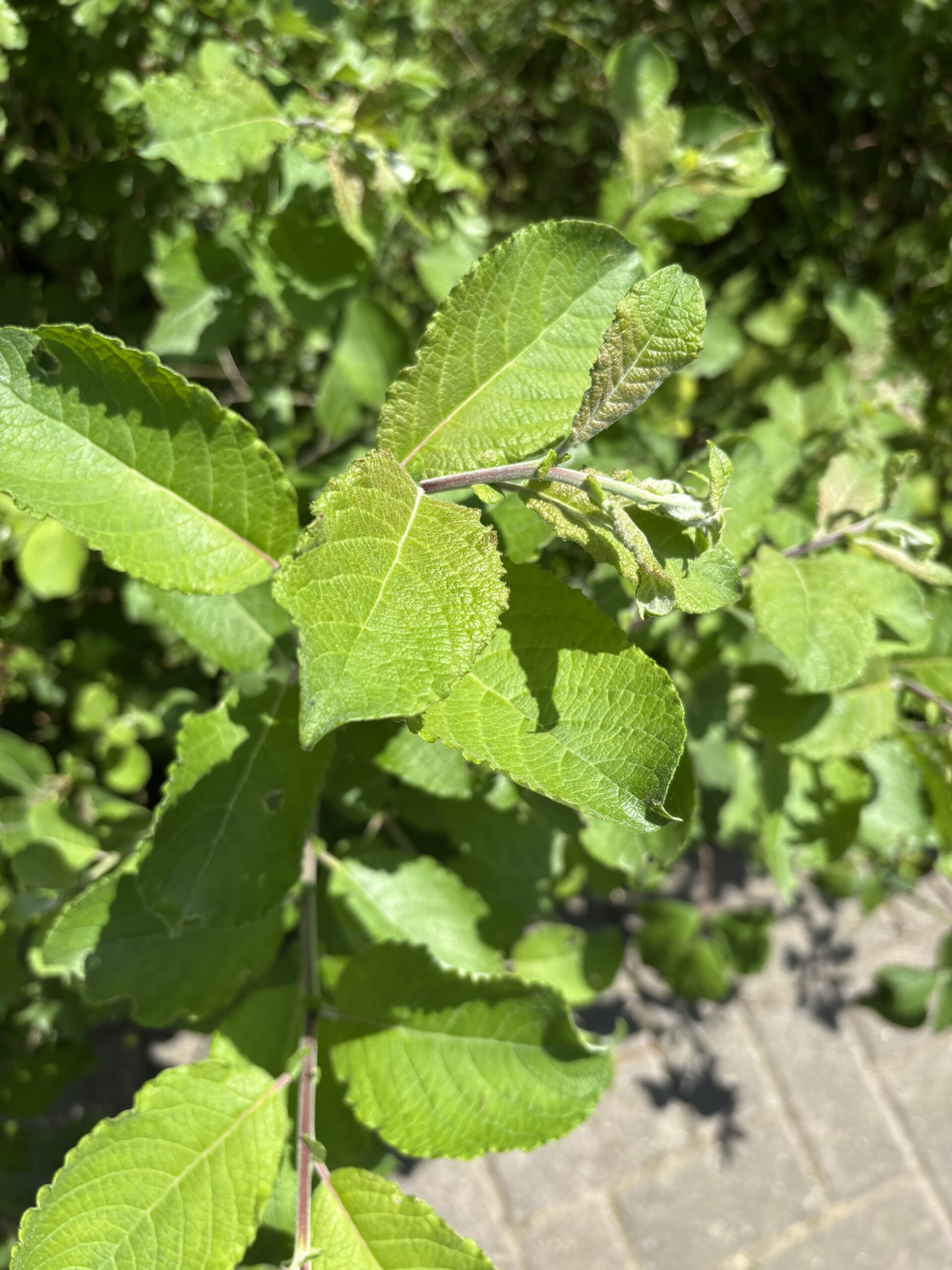 Salweide – Bild 4