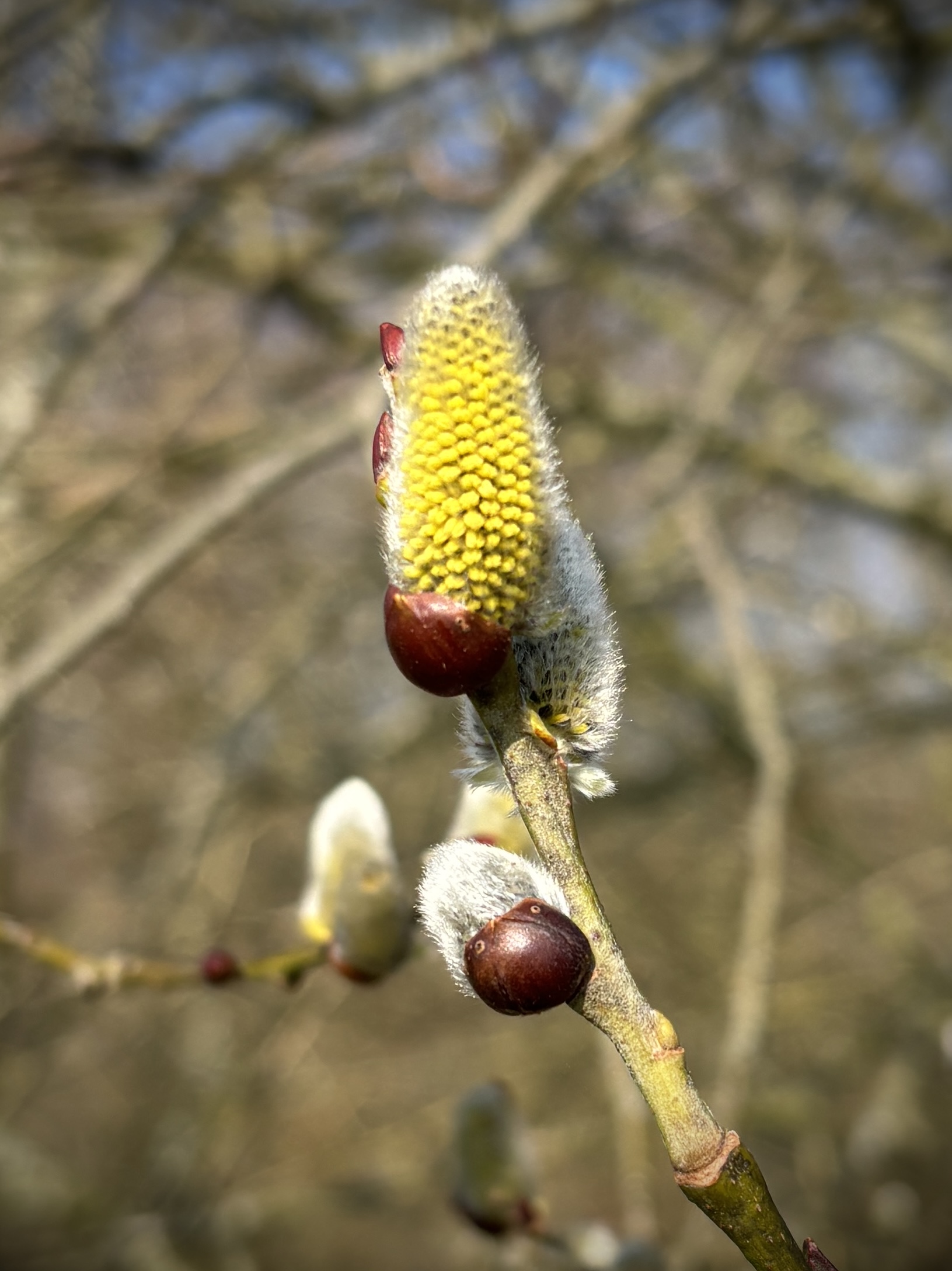 Salweide – Bild 3